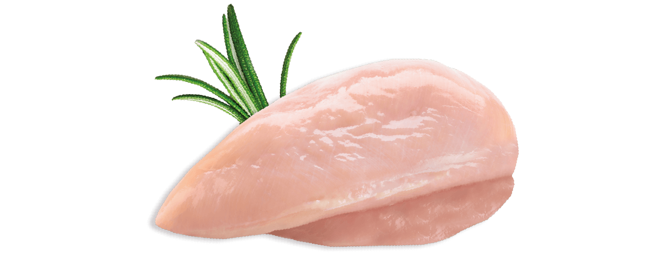pollo