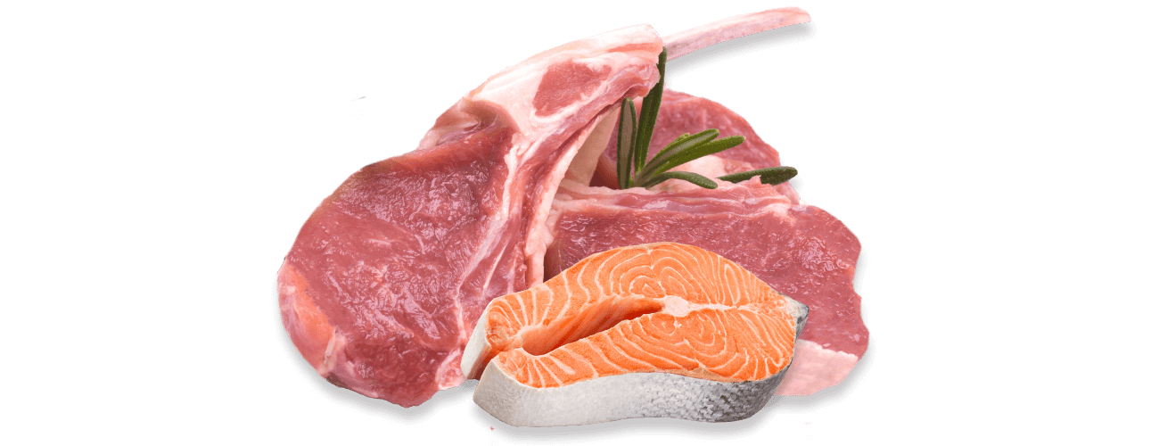 Salmon